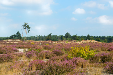 Blooming heather field