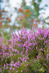 macro heather flowers with sorbus trees in background