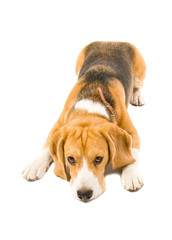 Beagle dog dutifully lying on the floor