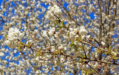 Obraz premium fleurs blanches de cerisiers entremêlées, mois d'avril printemps