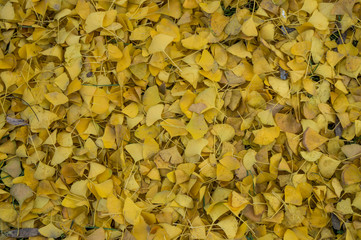 Ginkgo biloba1