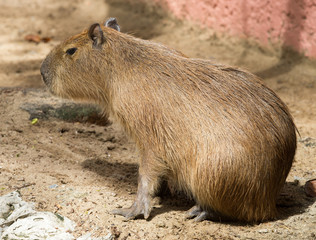 Capybara
