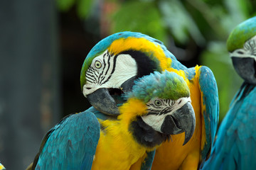 parrots