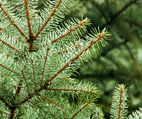 Pine Needles Nature Image