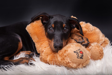 Dobermann Welpe mit Teddyb&auml;r