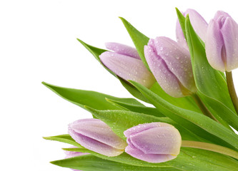 Fioletowe tulipany na białym tle - obrazy, fototapety, plakaty