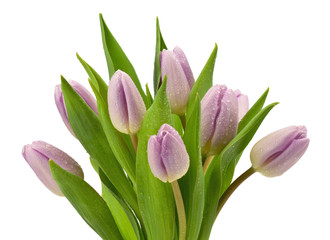 Bukiet fioletowych tulipanów na białym tle