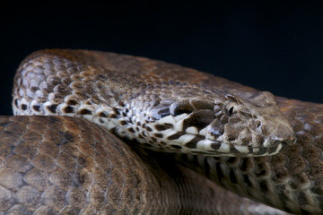 Death adder / Acanthopis antarticus