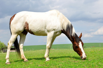 horse on the meadow