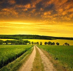 Countryside road in the sunset