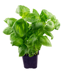 basil in a pot, isolated on white background