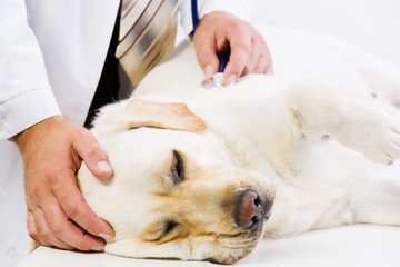 Dog at vet clinic