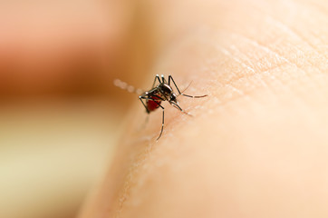 closeup mosquito sucking blood on leg