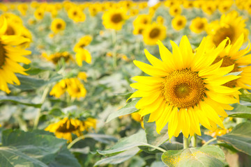 Obraz premium Sunflower in sunflower field