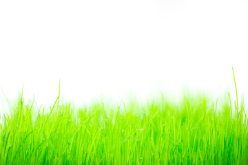 Fototapeta premium Grass