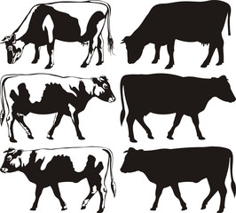 cow and bull - silhouettes