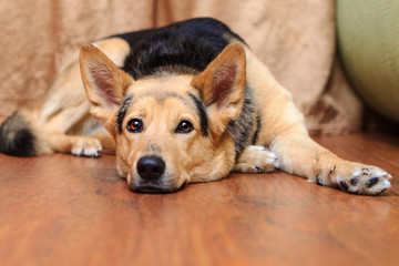 dog with brown eyes lying on the floor