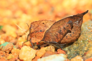 Dead Leaf mimicry Grasshopper (Chorotypus sp) 