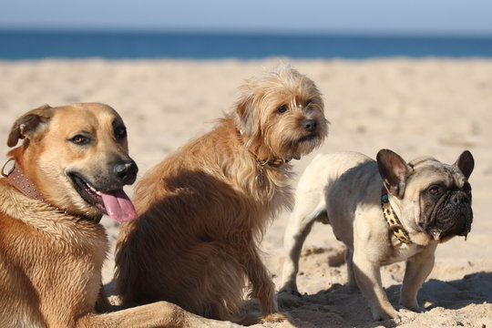Drei Hunde am Strand