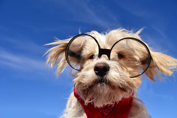 Hund mit brille