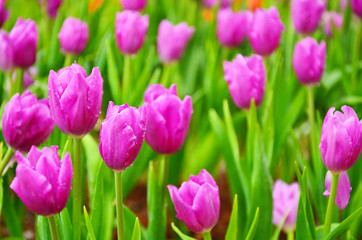 Fototapeta premium Group of Purple Tulips