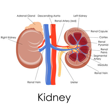 vector illustration of diagram of human kidney anatomy