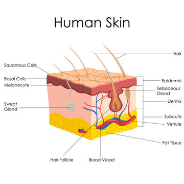 vector illustration of diagram of human skin anatomy