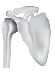 The Shoulder Joint