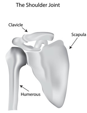 The Labeled Shoulder Joint