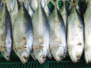 Obraz premium Mackerel fish background