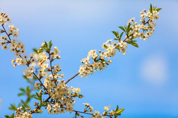 Blossoming cherry