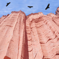 Condors above red rock canyon. Talampaya National Park.