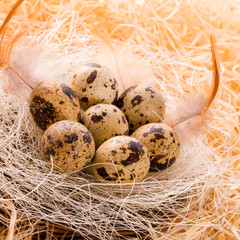 quail's eggs