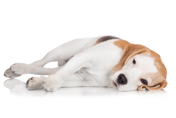 sad beagle dog lying down