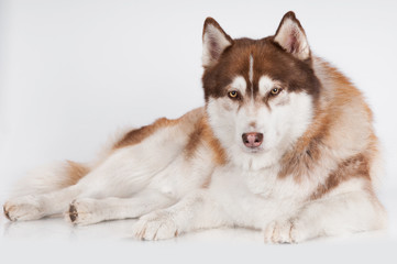 siberian husky dog