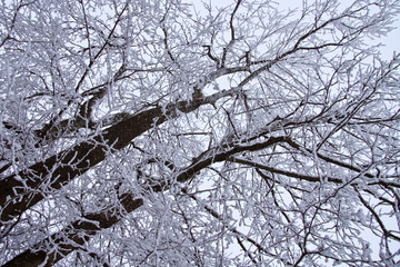 trees in winter