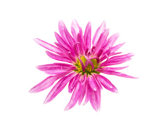 Fototapeta premium pink chrysanthemum isolated