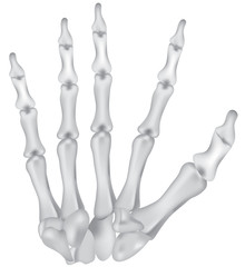 Hand Bones