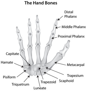 The Hand Bones Labeled