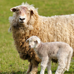 sheep with lamb