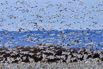 Hundreds of Snow Geese Taking Off Flying Washington