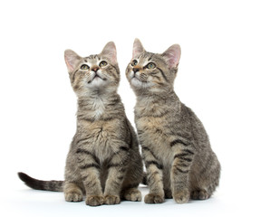 Naklejka premium two tabby kittens