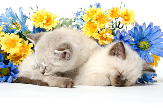 Two Cute Kittens Sleeping