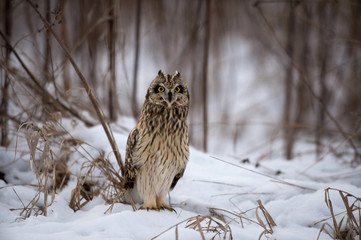 Short Eared Owl