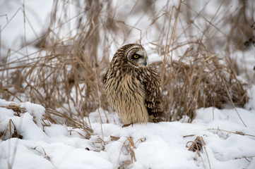Short Eared Owl