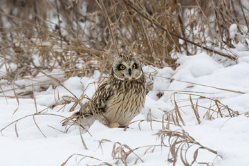 Short Eared Owl