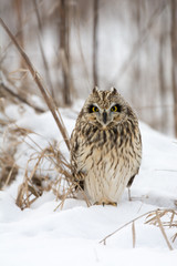 Short Eared Owl