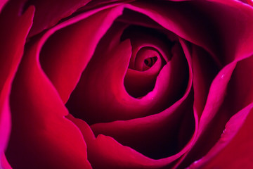 closeup red rose