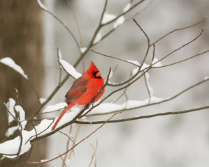 Male northern cardinal