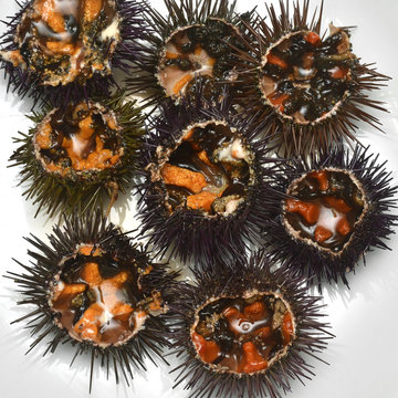 Erizos de mar